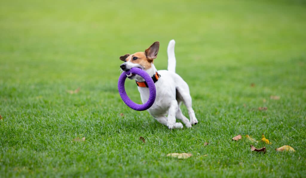 Brinquedos que estão fazendo sucesso entre os cães