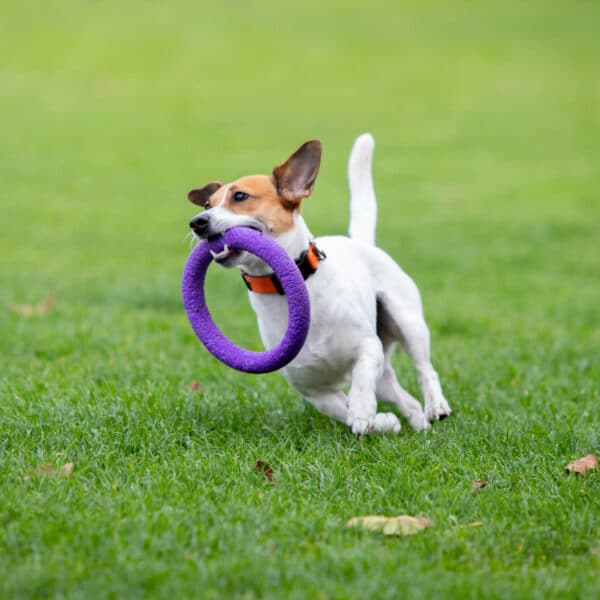 Brinquedos que estão fazendo sucesso entre os cães