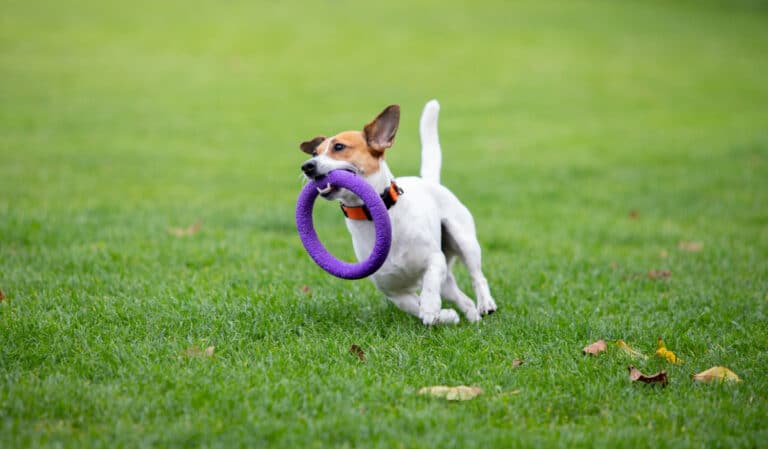 Brinquedos que estão fazendo sucesso entre os cães
