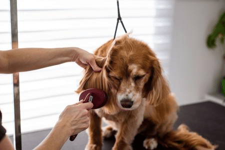 Pelos embolados em cães e gatos: quais os riscos para a pele e como resolver?